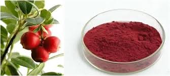 [CRANBERYEXTRACT] Cranberry Extract 4:1